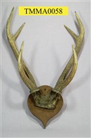 藏品(臺灣水鹿角)的圖片